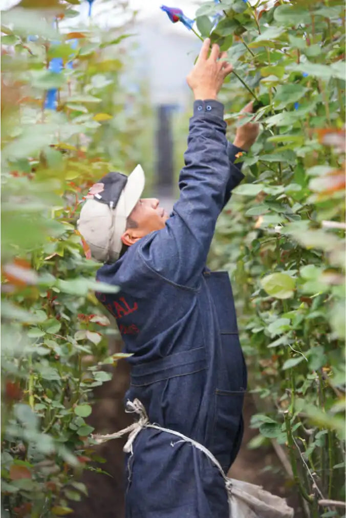 Pessoa trabalhando em estufa, alcançando plantas verdes suspensas. Trabalhador usa uniforme azul escuro em ambiente de cultivo com vegetação abundante.
