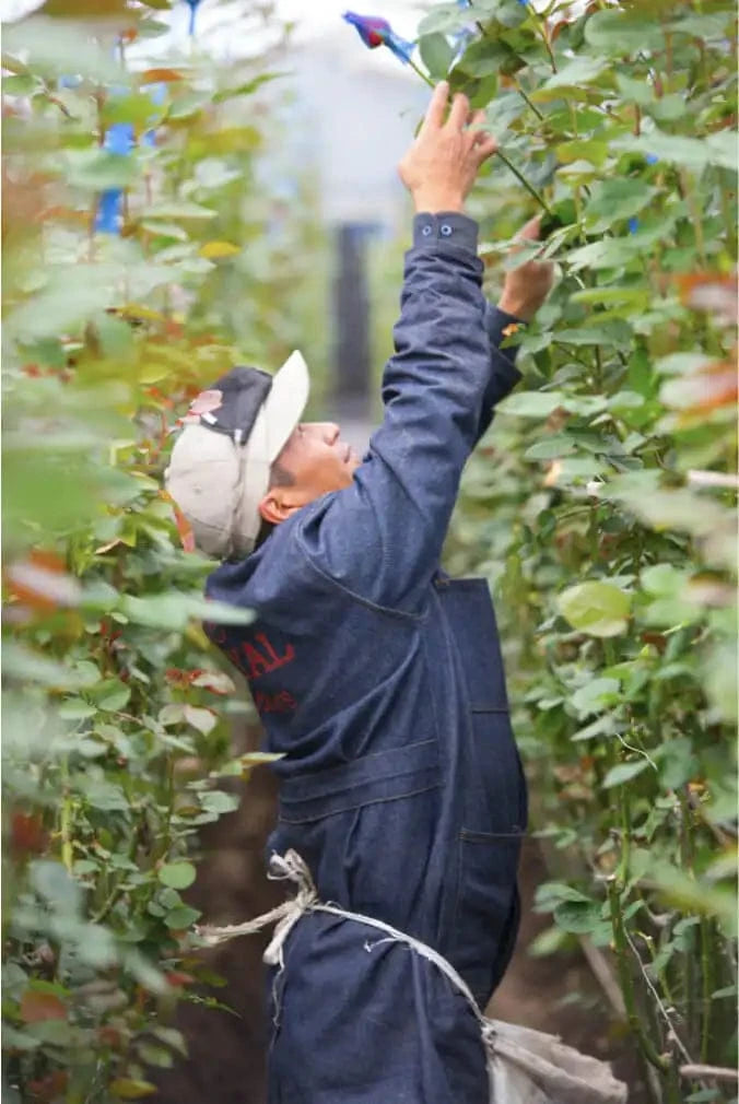 Pessoa trabalhando em estufa, alcançando plantas verdes suspensas. Trabalhador usa uniforme azul escuro em ambiente de cultivo com vegetação abundante.