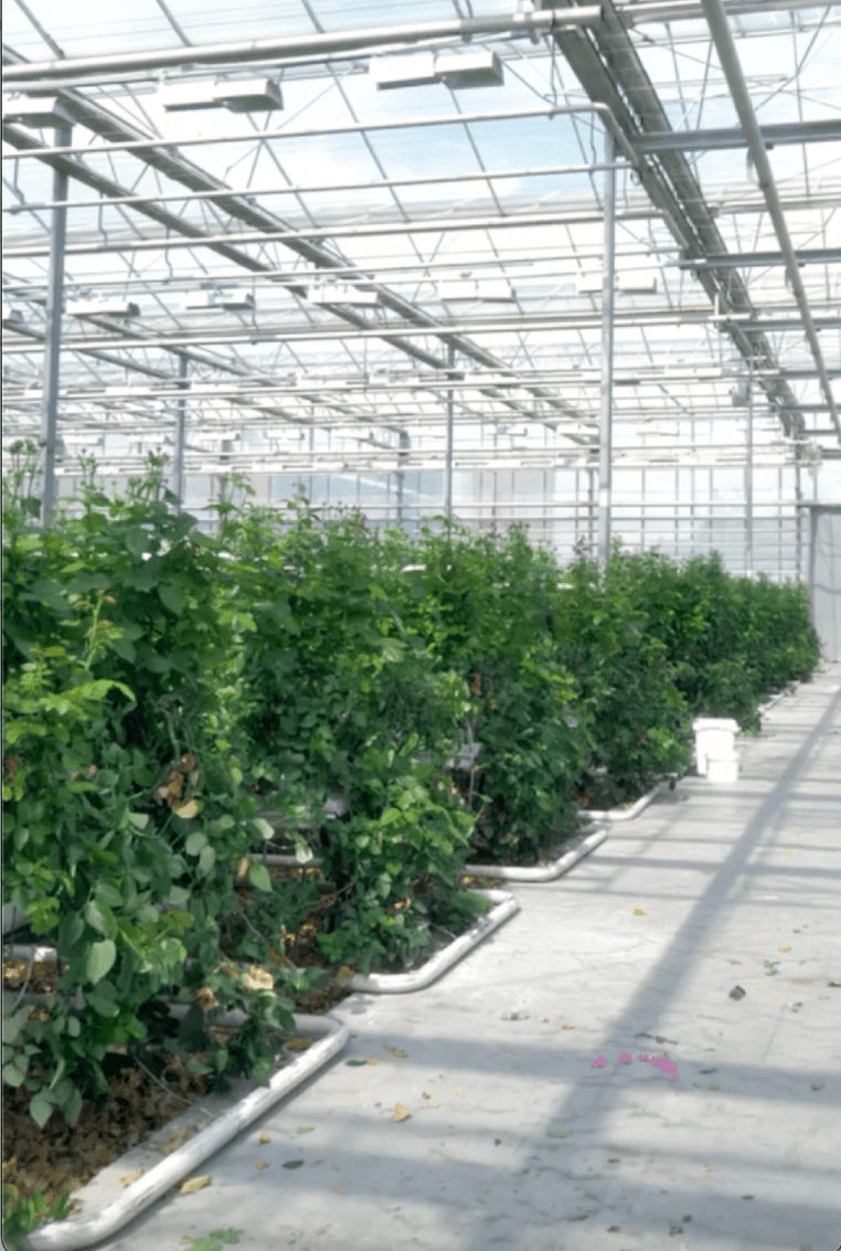 Interior de estufa moderna com estrutura de vidro e metal, mostrando fileiras organizadas de plantas verdes crescendo em ambiente controlado de cultivo.