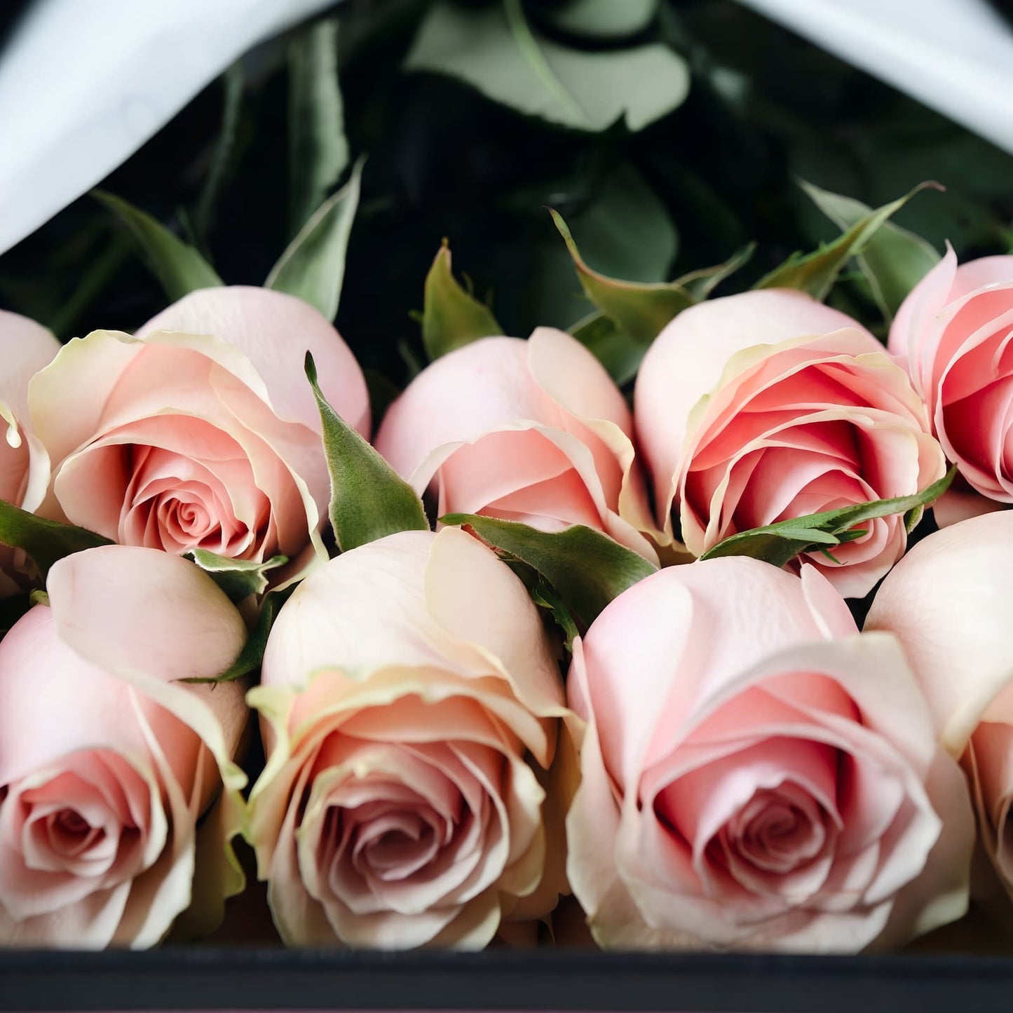 Caja Premium de Rosas Rosadas